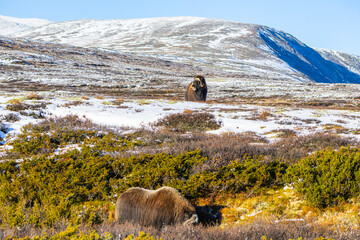 A Musk Ox in Dovrefjell National Park, Norway, surrounded by snow and vegetation, with its impressive horns.