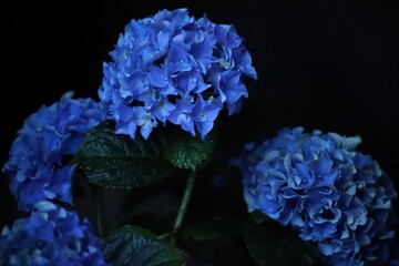 Close-Up of Blue Hydrangea Flowers with Rain Drops at Dusk