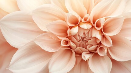 Obraz premium Close-up of Delicate Peach Dahlia Petals