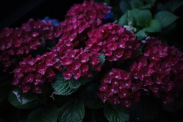 Close-Up of Red Hydrangea Flowers with Rain Drops at Dusk