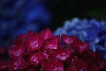 Close-Up of Red and Blue Hydrangea Flowers with Dew Drops at Dusk