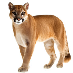 Obraz premium Mountain lion stands proudly in natural posture