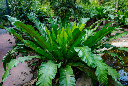 Bird's nest fern or Asplenium nidus