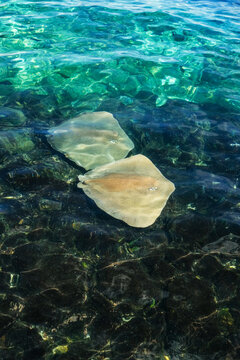 Pair of Stingrays in Vibrant Tropical Waters
