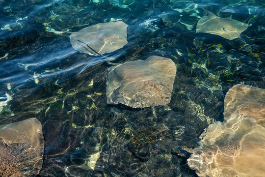 Stingrays in Pristine Waters