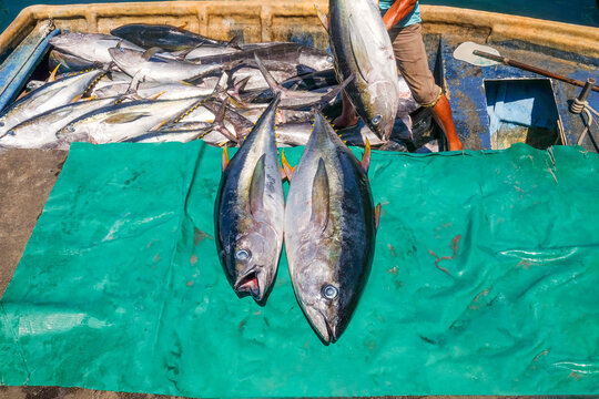 Yellowfin Tuna Display