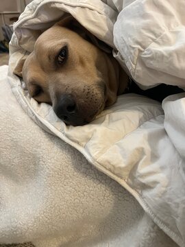 UGC dog wrapped in blanket