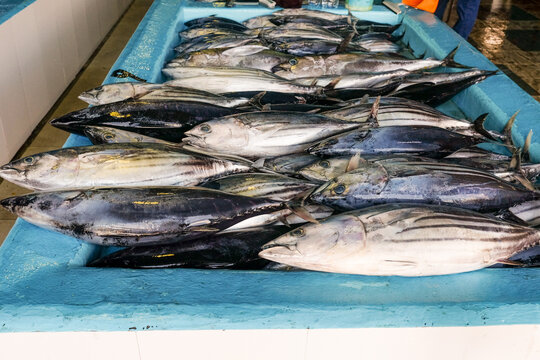 Display of Fresh Tuna
