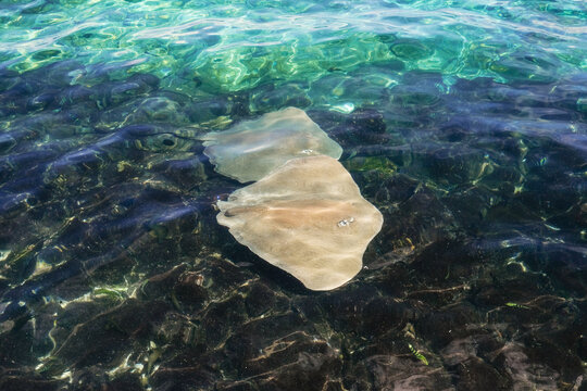  Close-Up of Stingrays in Clear Water
