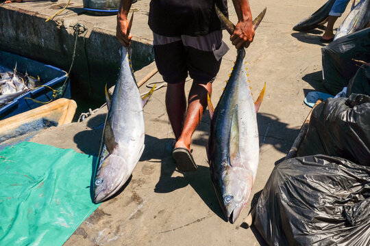 Fisherman with Fresh Tuna