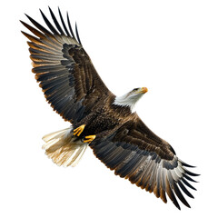 Naklejka premium Majestic eagle soaring in the sky with grace