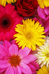 Background material photo of colorful flowers floating on water taken from above