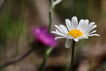 Oxeye Daisy in Bloom. A close-up view of a Leucanthemum vulgare with its white petals and vibrant yellow center, set against a blurred natural background.