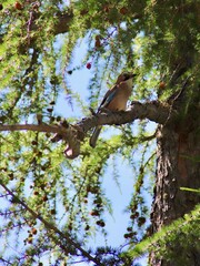 Eurasian Jay Perched on Larch Tree. A Garrulus glandarius perched on a branch of a larch tree, surrounded by vibrant green needles and small cones. The sunlight filters through the foliage. 