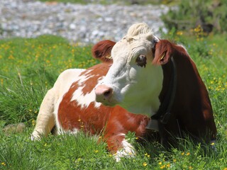 Resting Cow in Alpine Meadow. A peaceful red-and-white cow with a bell rests in a lush alpine meadow surrounded by vibrant wildflowers. The serene mountain backdrop highlights the beauty of rural life