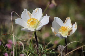 Alpine Pasqueflower (Pulsatilla alpina) in Full Bloom. Closeup of Alpine Pasqueflower (Pulsatilla alpina), showcasing its delicate white petals with golden-yellow stamens.
