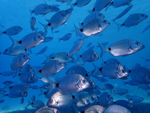 underwater fish scenery from mediterranean  sea breams  sargus