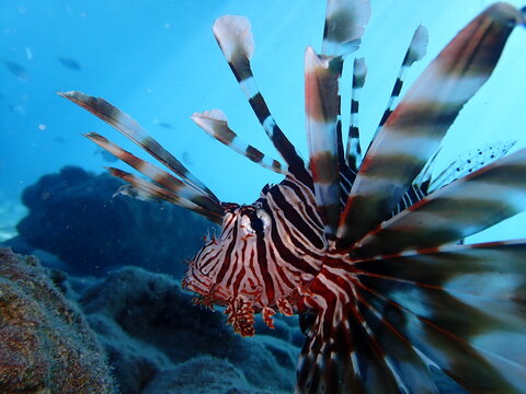lionfish  underwater   ocean 