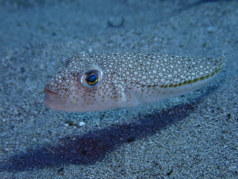 puffer fish close up lagocephalus sceleratus underwater