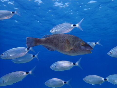 parrot fish underwater  sparisoma cretense