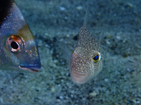 puffer fish close up lagocephalus sceleratus underwater