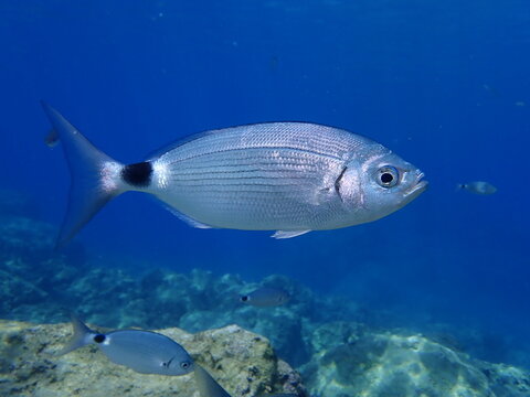 underwater fish scenery from mediterranean  sea breams  sargus