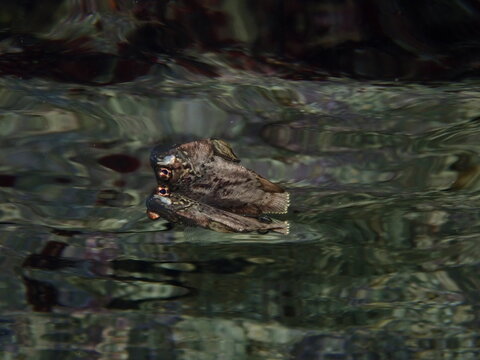 tripletail Lobotes surinamensis fish on the surface with reflection