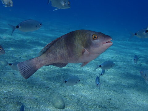 parrot fish underwater  sparisoma cretense