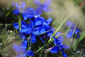 Close-Up of Vibrant Blue Gentiana Verna in Nature, Austria