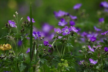 Meadow Cranesbill (Geranium pratense) in Bloom. Vibrant purple Meadow Cranesbill (Geranium pratense) flowers flourishing in a lush meadow, surrounded by green foliage and other wildflowers. 