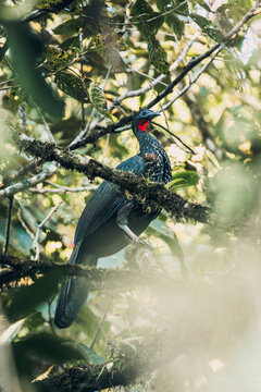Birds of Mindo, Ecuador
