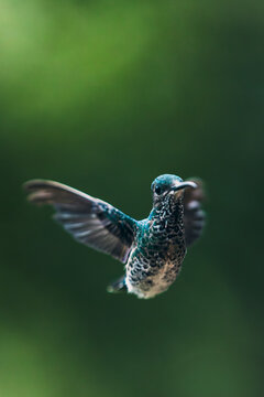 Birds of Mindo, Ecuador