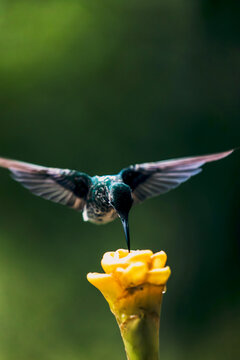 Birds of Mindo, Ecuador