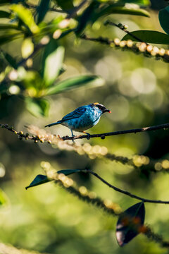 Birds of Mindo, Ecuador