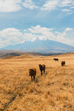 Wild Horses in Cotopaxi
