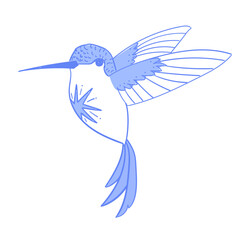 colibri