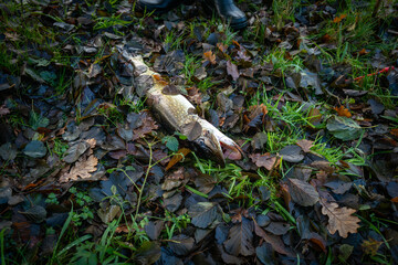 an angler has caught a big pike