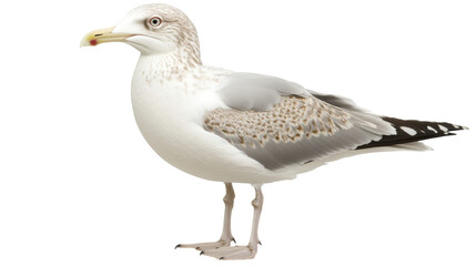 Fototapeta premium Seagull bird, isolated on transparent background