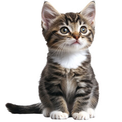 Obraz premium Curious kitten with striking features at home