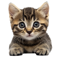 Cute kitten with big eyes and striped fur