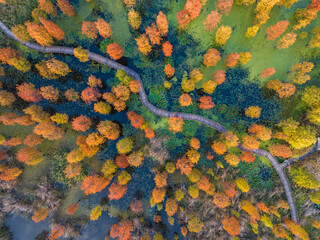 colorful late autumn Metasequoia forest