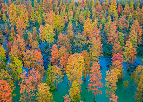 colorful late autumn Metasequoia forest