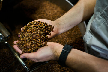Barista inspecting freshly roasted coffee beans in a roasting facility