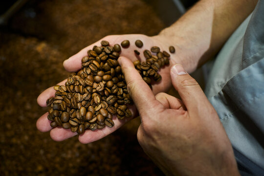 Hand inspecting freshly roasted coffee beans 