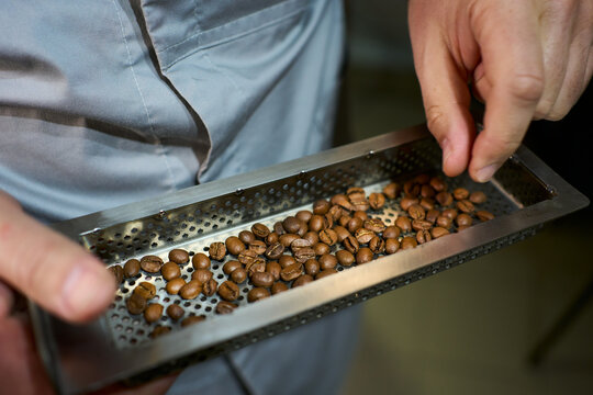A barista inspecting freshly roasted coffee beans 