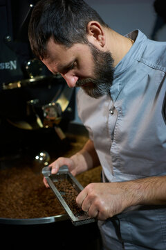 Coffee roaster inspecting freshly roasted beans in a workshop