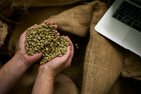 Hands holding green coffee beans beside a laptop on a burlap sack