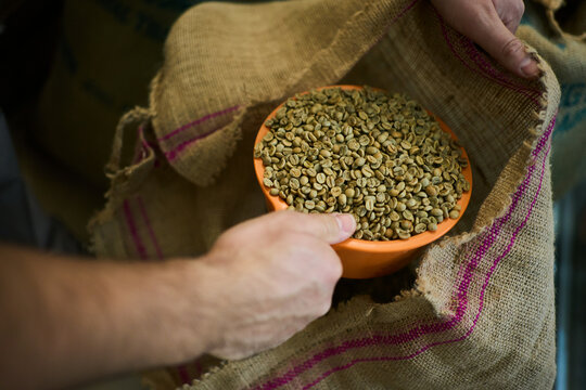 Harvesting green coffee beans in a rustic setting during the morning h