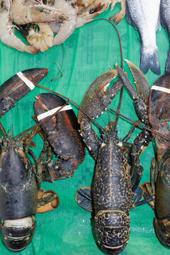 seafood counter