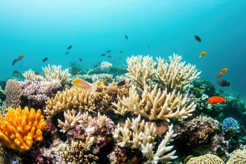 Obraz premium Diverse coral reef with multiple coral species, perfect for ocean or marine-themed projects